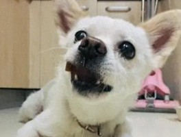 金毛叼拖鞋从不拆家，养只这样的乖狗狗真能省心到飞起？