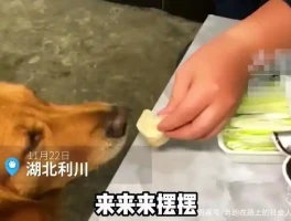 女子带狗吃烤鸭，卷饼不蘸酱它不吃：这狗也太讲究了