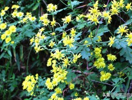 躺平？究竟是摆烂还是生活本真的回归