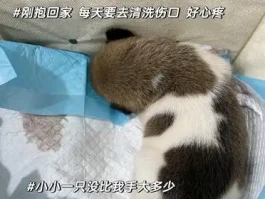 养土狗真的丢脸吗？听听我的亲身经历，给你答案