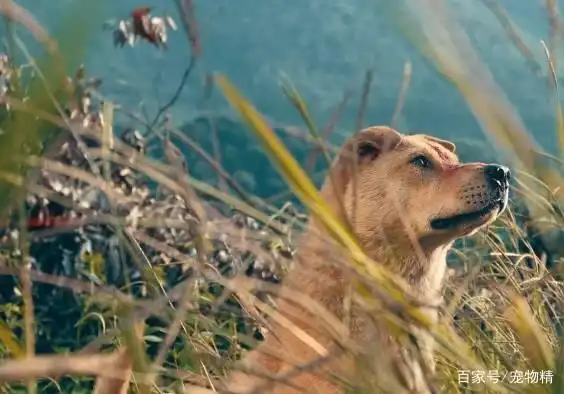 土狗血统历史_当狗不丢人_中华田园犬生活现状