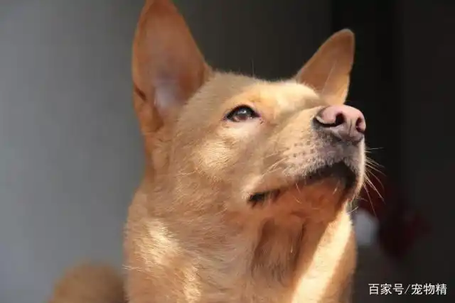 当狗不丢人_中华田园犬生活现状_土狗血统历史