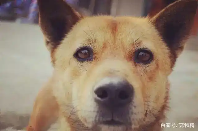 当狗不丢人_中华田园犬生活现状_土狗血统历史