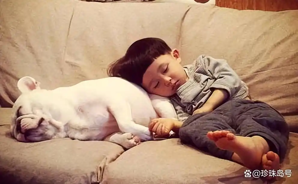 当狗不丢人_狗主人过度宠爱狗狗_狗狗丧失犬类习性