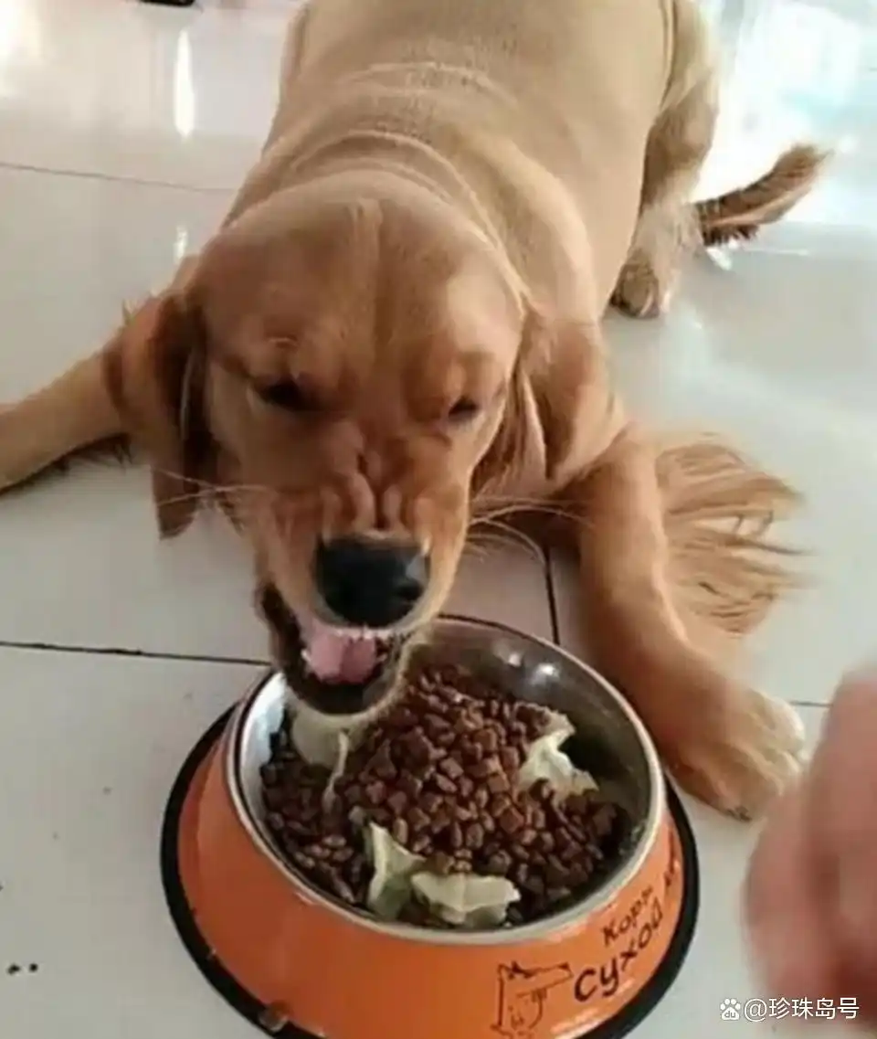 当狗不丢人_狗主人过度宠爱狗狗_狗狗丧失犬类习性