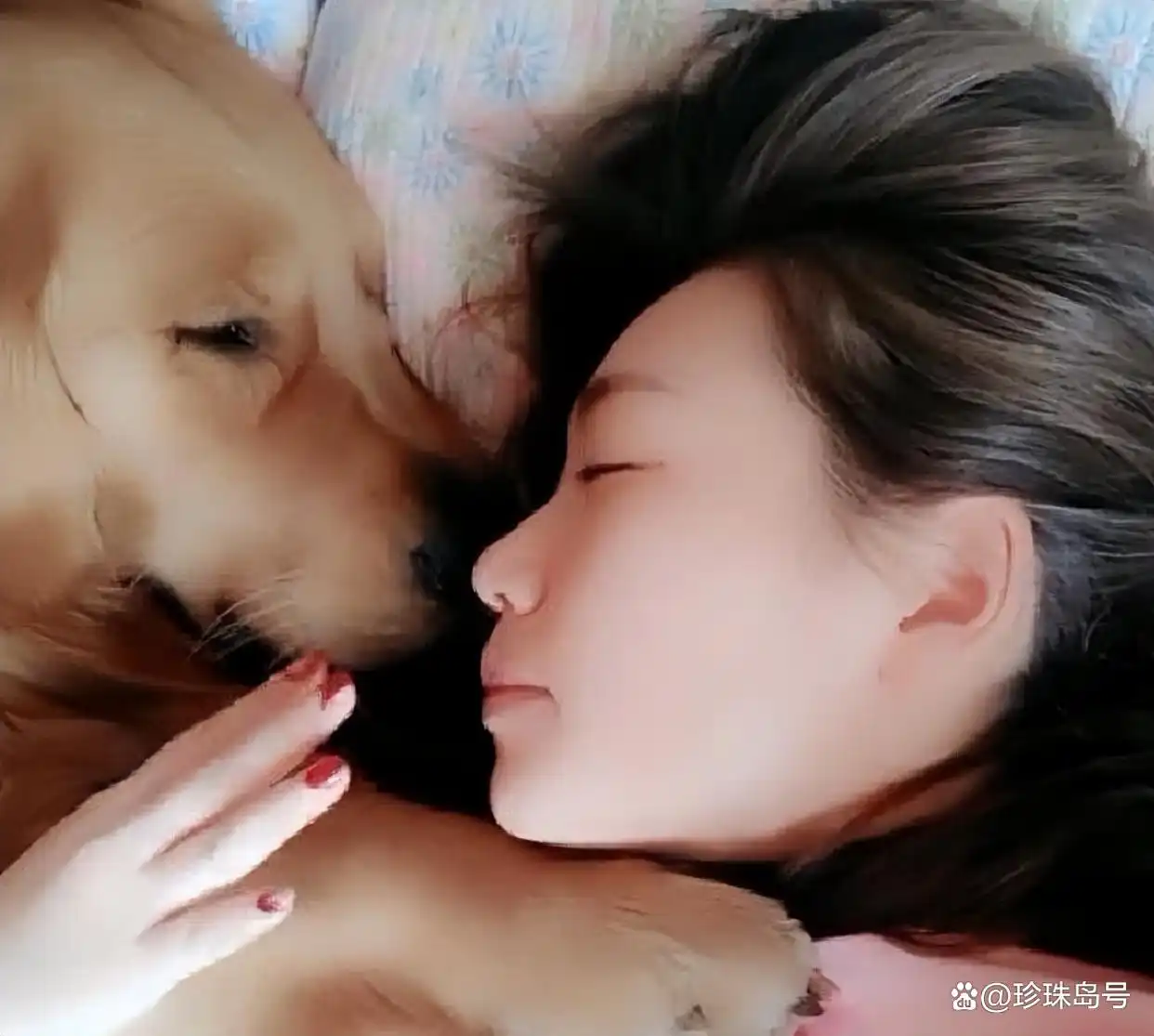 狗狗丧失犬类习性_当狗不丢人_狗主人过度宠爱狗狗