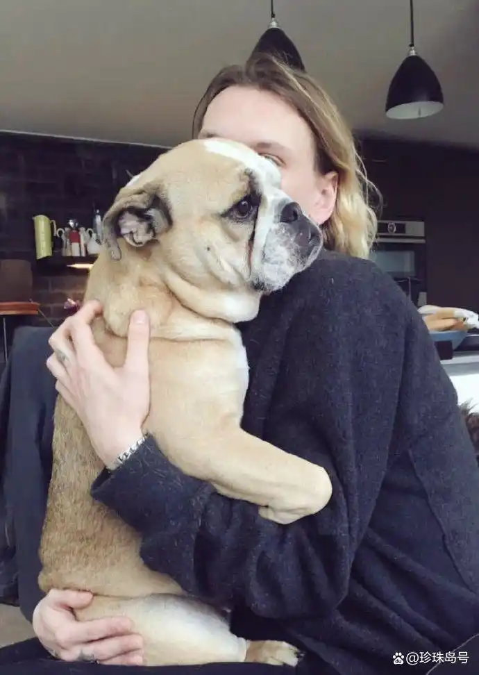 狗狗丧失犬类习性_当狗不丢人_狗主人过度宠爱狗狗