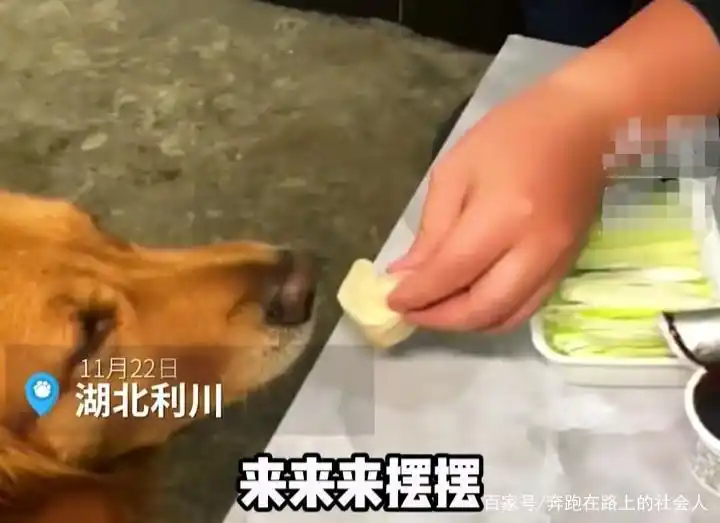 习惯养成与性格塑造_当狗不丢人_宠物狗饮食习惯