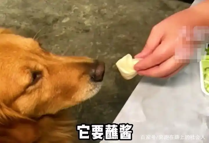 习惯养成与性格塑造_当狗不丢人_宠物狗饮食习惯