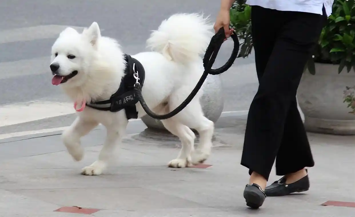 遛狗尴尬事件_当狗不丢人_遛狗社死瞬间