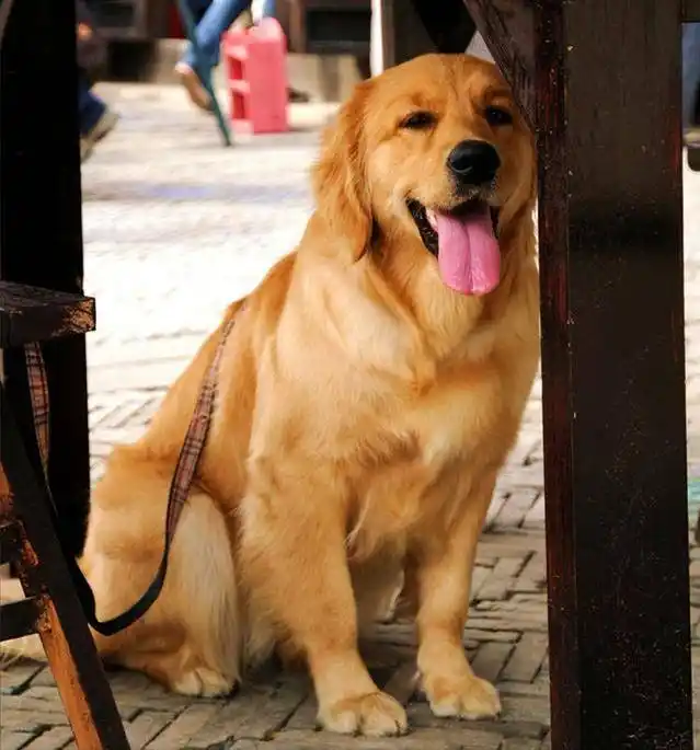 中看不中用狗狗_当狗不丢人_狗狗胆小品种