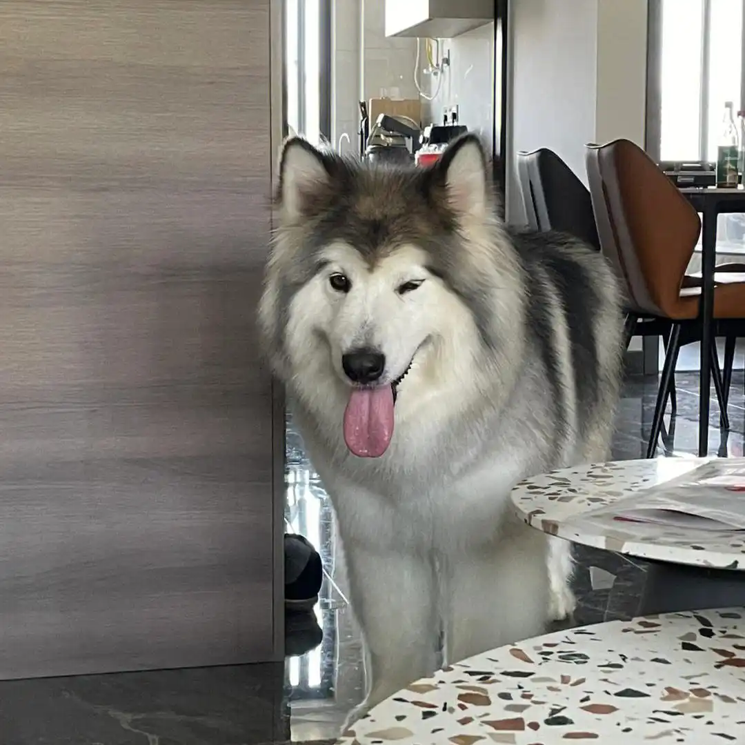 当狗不丢人_狗狗胆小品种_中看不中用狗狗