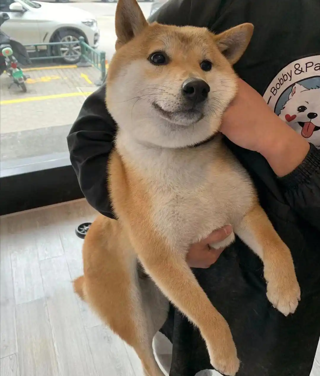 中看不中用狗狗_当狗不丢人_狗狗胆小品种