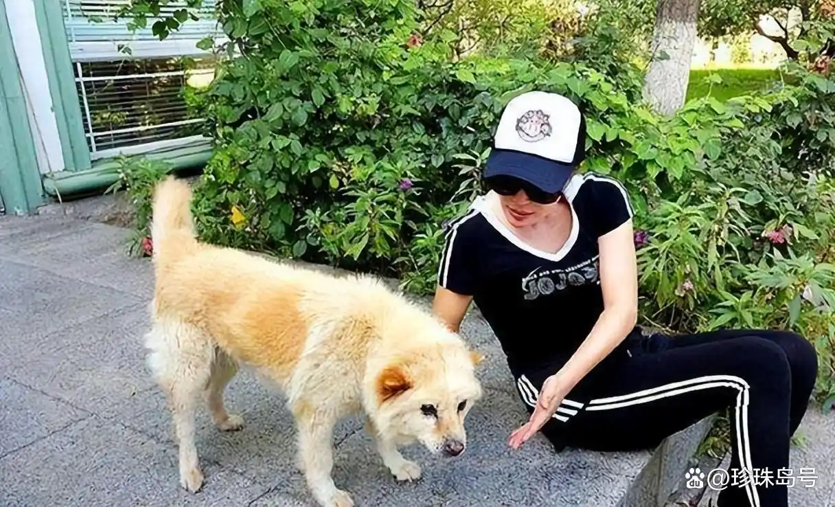 看家狗被抛弃回家本能_狗子忠诚寻主故事_当狗不丢人