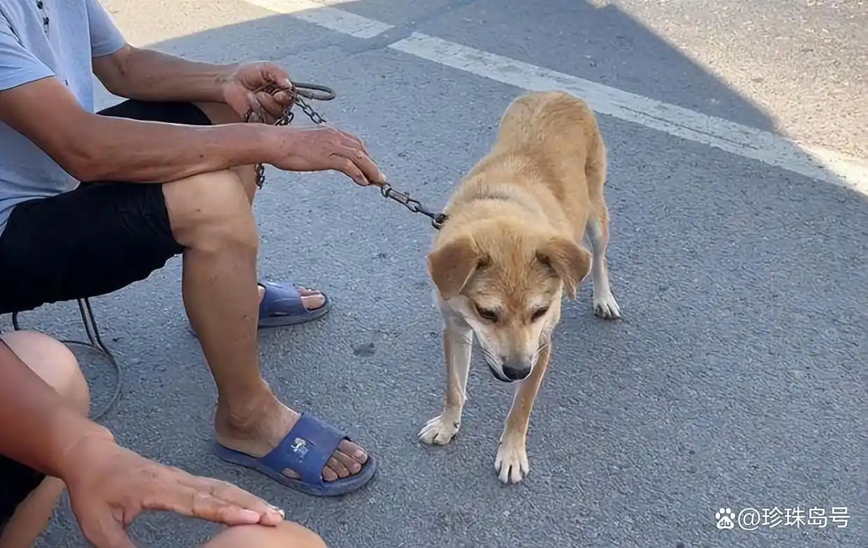 看家狗被抛弃回家本能_当狗不丢人_狗子忠诚寻主故事