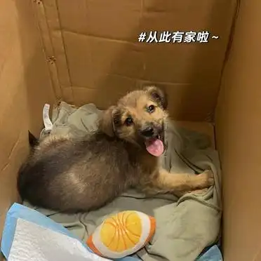 当狗不丢人_土狗被嫌弃怎么办_养土狗丢脸吗