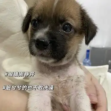 土狗被嫌弃怎么办_养土狗丢脸吗_当狗不丢人