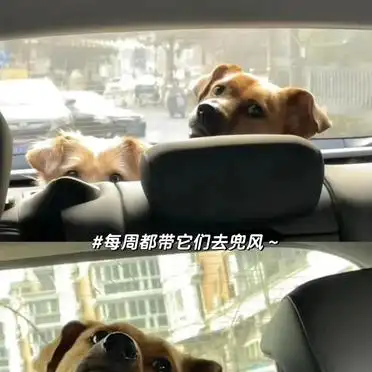 土狗被嫌弃怎么办_当狗不丢人_养土狗丢脸吗