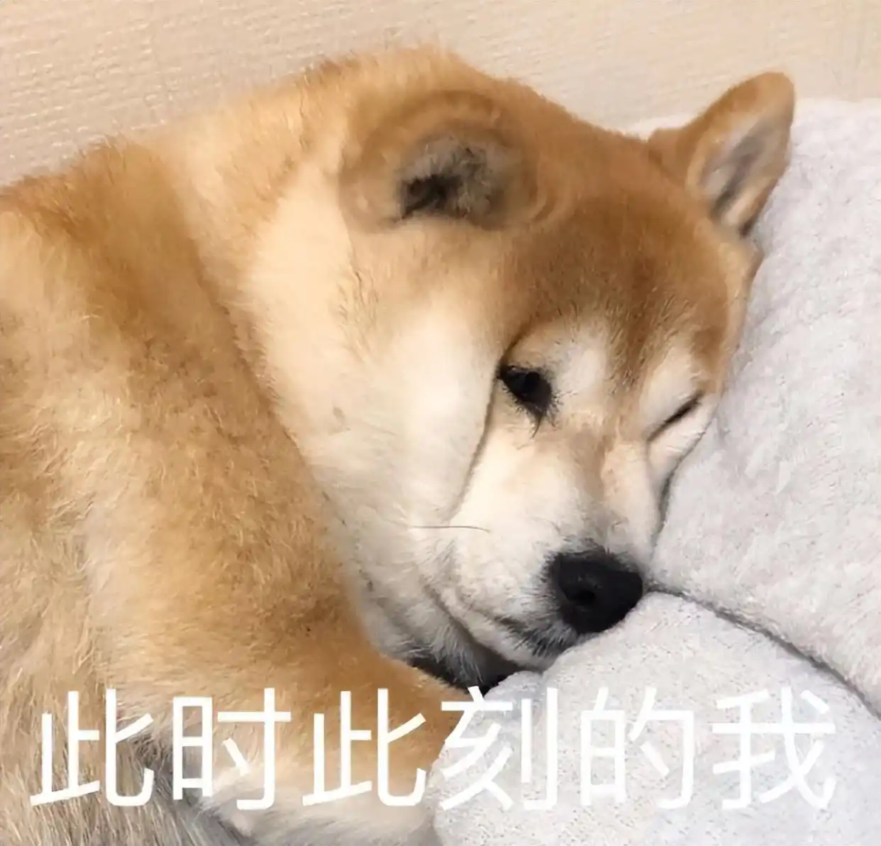 当狗不丢人_养狗攻略 公狗缺点 避免养公狗