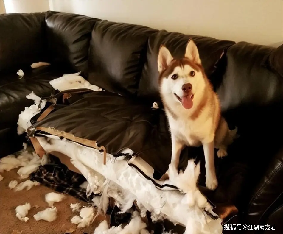 当狗不丢人_公狗缺点分析_养狗不养公原因