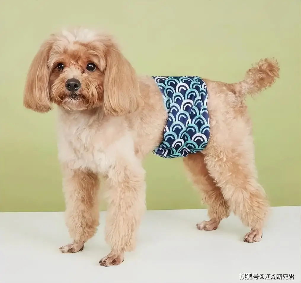 当狗不丢人_公狗缺点分析_养狗不养公原因