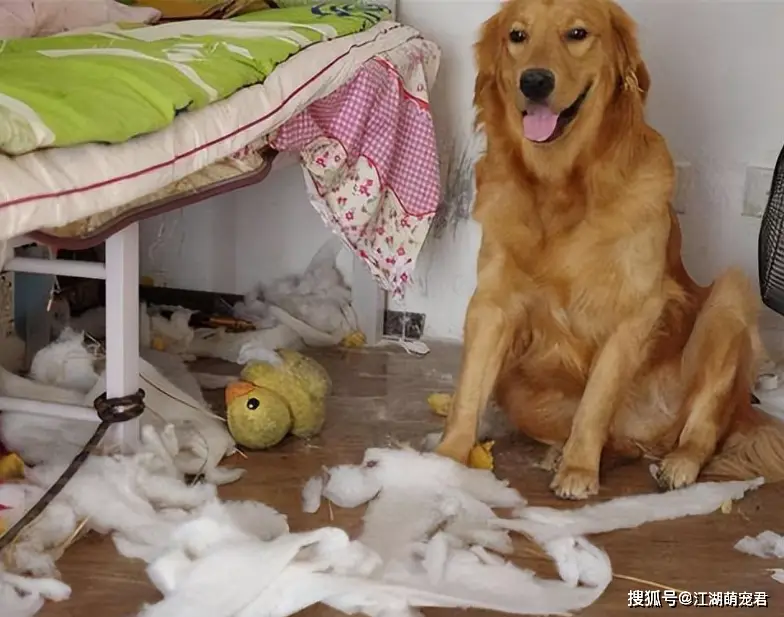 当狗不丢人_公狗缺点分析_养狗不养公原因