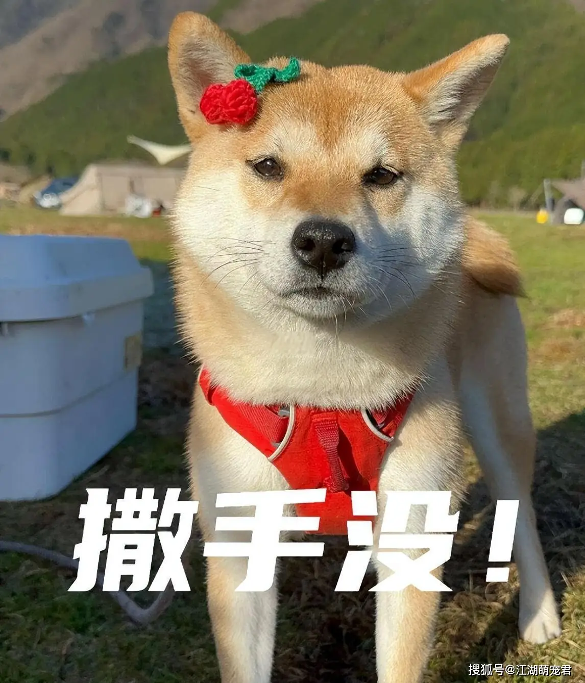 当狗不丢人_公狗缺点分析_养狗不养公原因