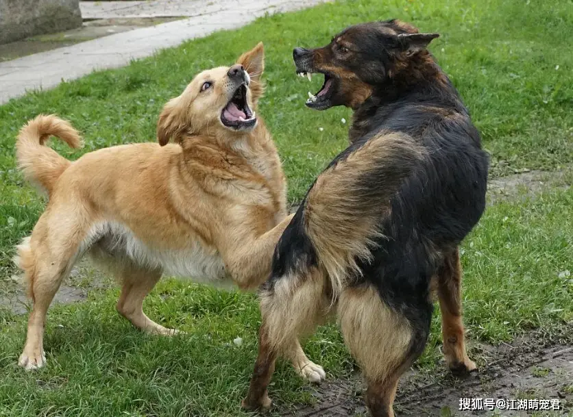 当狗不丢人_公狗缺点分析_养狗不养公原因