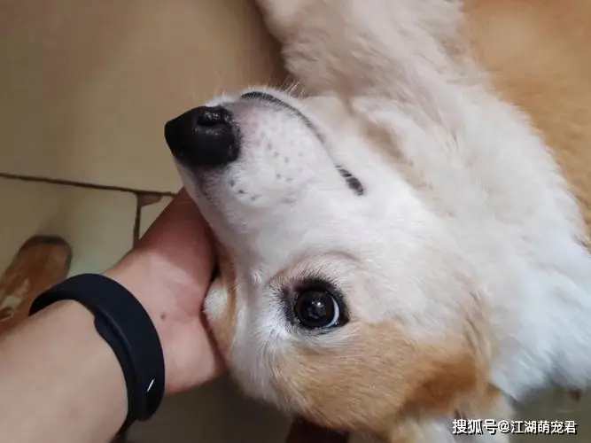当狗不丢人_养狗不养公原因_公狗缺点分析
