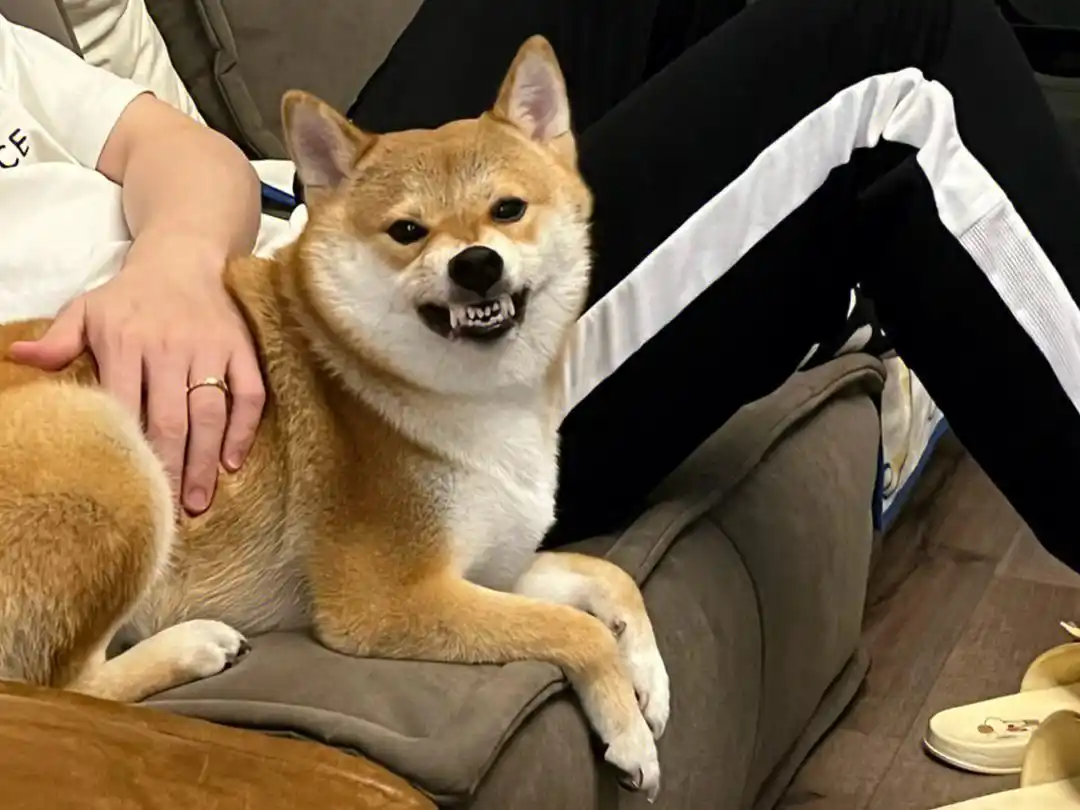 当狗不丢人_狗狗行为问题_养狗失败表现