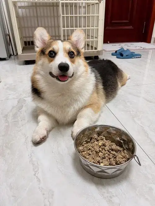 狗狗行为问题_当狗不丢人_养狗失败表现