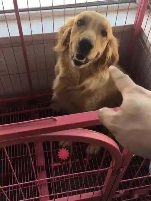 当狗不丢人_公狗容易走丢的原因_养公狗的缺点