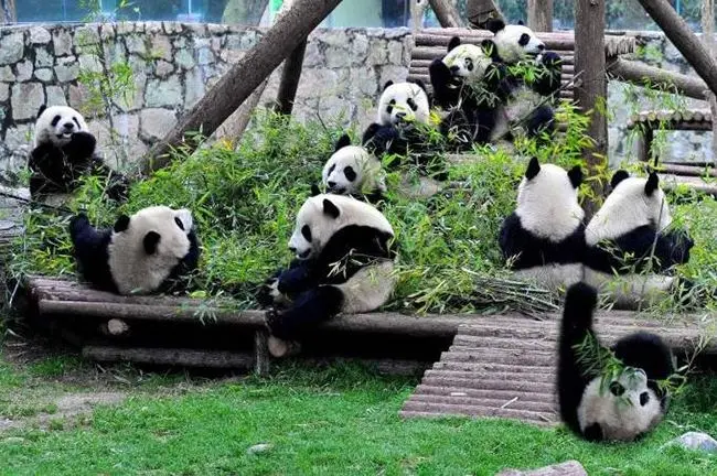 暑假适合带孩子旅游的地方_成都周末亲子游好去处_四川暑假带娃旅游好去处
