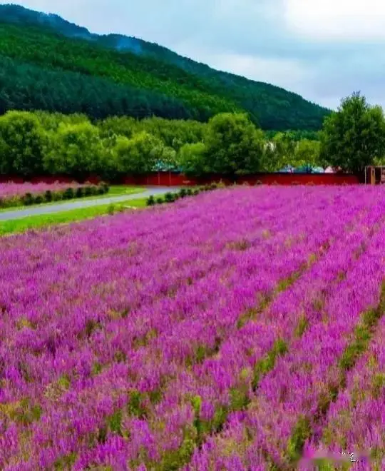 甘肃甘南高原童话世界_暑期避暑亲子游目的地_暑假适合带孩子旅游的地方