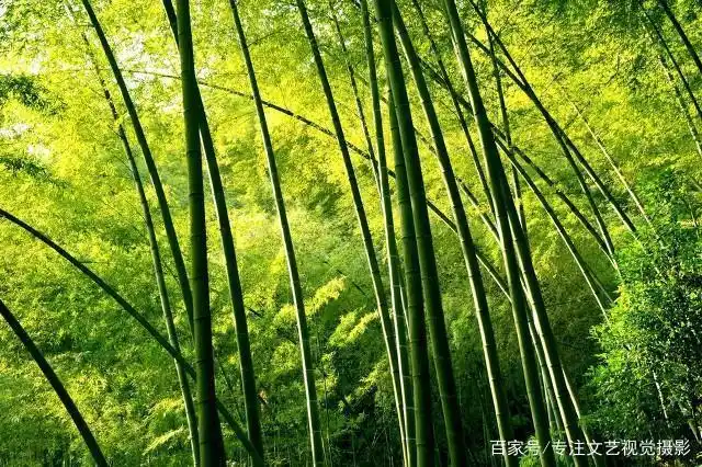 雨崩徒步路线攻略_7-8月份避暑最佳地方_避暑胜地云南香格里拉旅游攻略