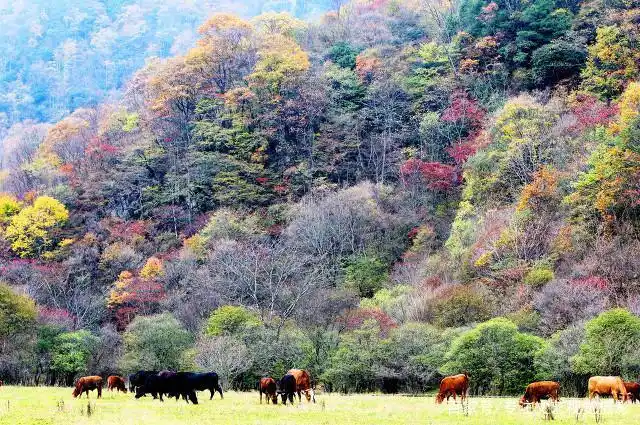 避暑胜地云南香格里拉旅游攻略_7-8月份避暑最佳地方_雨崩徒步路线攻略