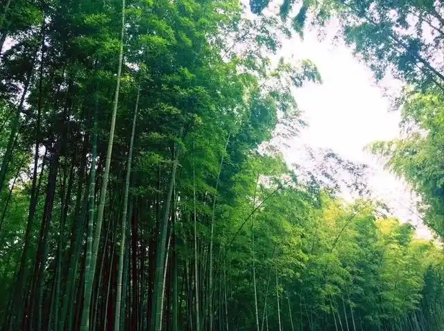 7-8月份避暑最佳地方_普者黑荷花旅游_夏季避暑胜地