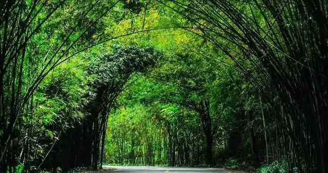 夏季避暑胜地_普者黑荷花旅游_7-8月份避暑最佳地方