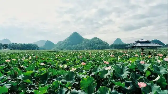 普者黑荷花旅游_7-8月份避暑最佳地方_夏季避暑胜地