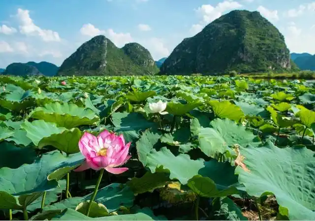 7-8月份避暑最佳地方_普者黑荷花旅游_夏季避暑胜地