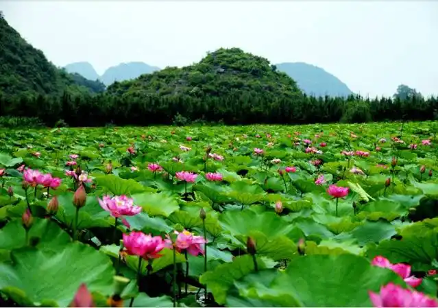 7-8月份避暑最佳地方_普者黑荷花旅游_夏季避暑胜地